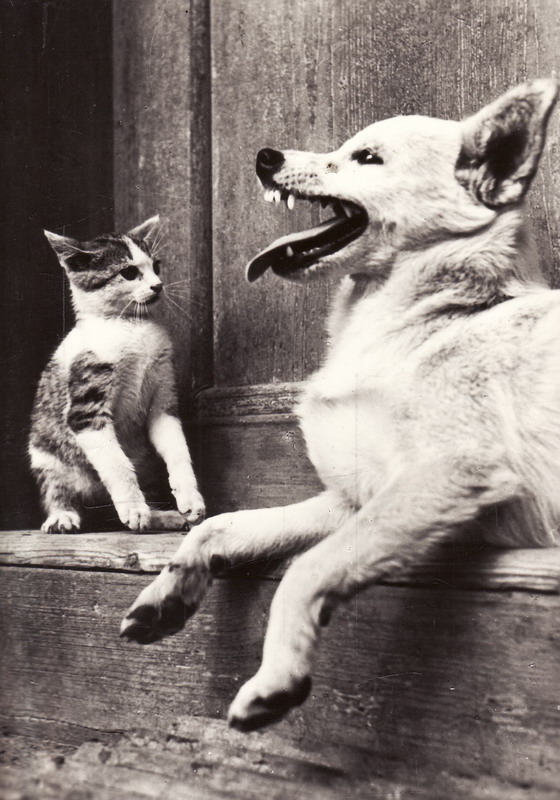 Kotě a pes, Hrantišek Hrubín, foto: sláva Štochl
